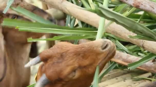 Video Two Small Brown Goats Eating Green Leaves — Stock Video