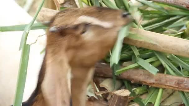 Vídeo Duas Cabras Pequenas Comendo Folhas Verdes — Vídeo de Stock
