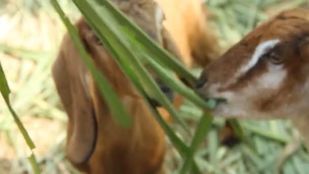 Vídeo Duas Cabras Pequenas Comendo Folhas Verdes — Vídeo de Stock