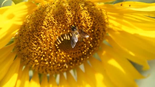 Zbliżenie Widok Pszczoły Słonecznik — Wideo stockowe
