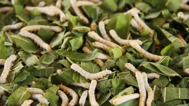 マクロクローズアップ 葉を食べる絹虫 — ストック動画