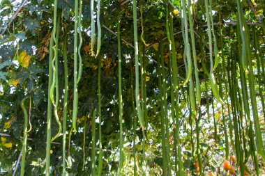 Lif kabağı kabak ve salatalık ağaç üzerinde