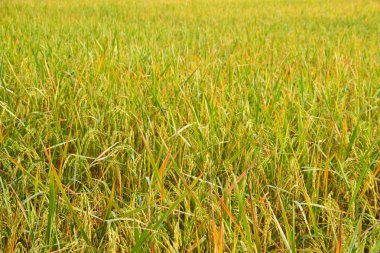 Altın pirinç alan Tayland