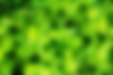 yeşil meşe yaprağı marulu