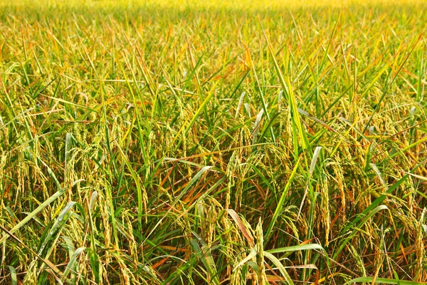 Gold Rice Field Thailand — Stock Photo, Image