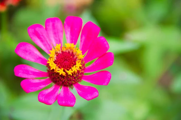 Stängt Upp Färgglada Zinnia Blommor Trädgården — Stockfoto