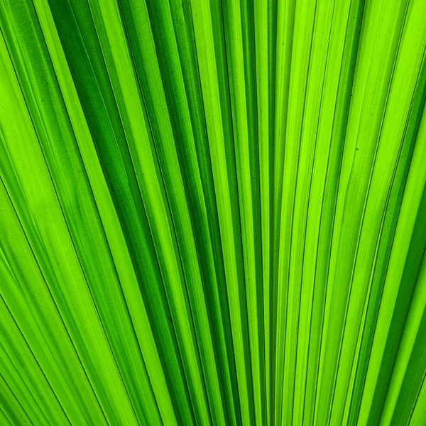 Линии Текстуры Листьев Зеленой Пальмы — стоковое фото