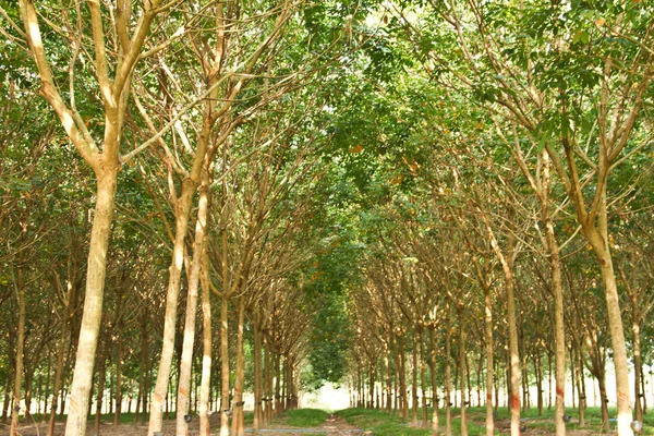 Rubber Plantage Thailand — Stockfoto