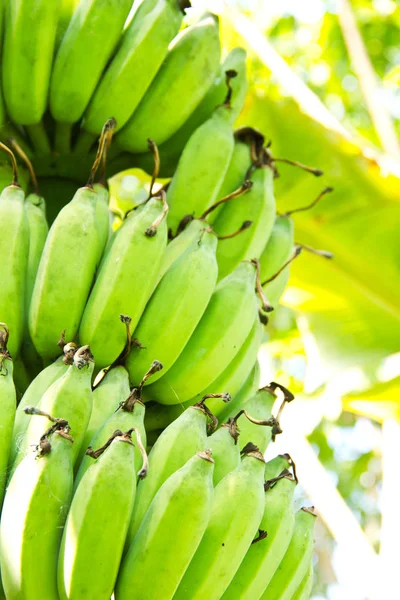 Banana Tree Bunch Bananas Royalty Free Stock Photos