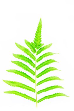 beyaz izole fern Şubesi