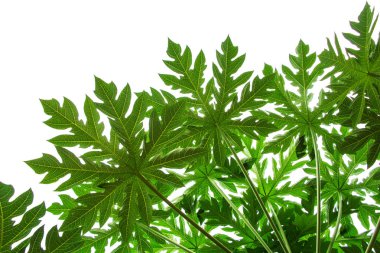 Papaya Ağacı Yaprağı beyaz