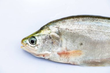 Royal knifefish beyaz bir arka plan üzerinde izole