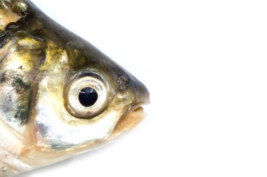 balık başı beyaz arkaplanda izole