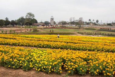 yaz tarlasında sarı çiçekler büyüyen ve ayakta kadın 