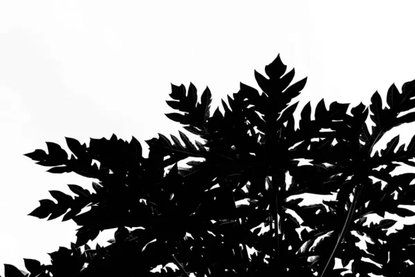 Daun Papaya Terisolasi — Stok Foto