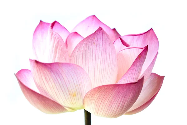 Rosa flor de loto hermoso loto . — Foto de Stock