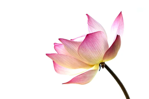 Roze lotus geïsoleerd op witte achtergrond — Stockfoto