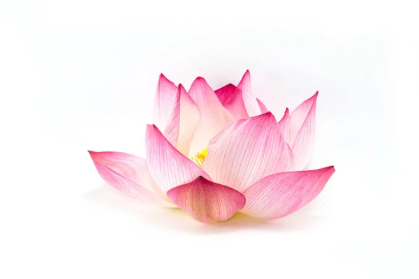 Beautiful lotus(Single lotus flower isolated on white background — Stock Photo, Image