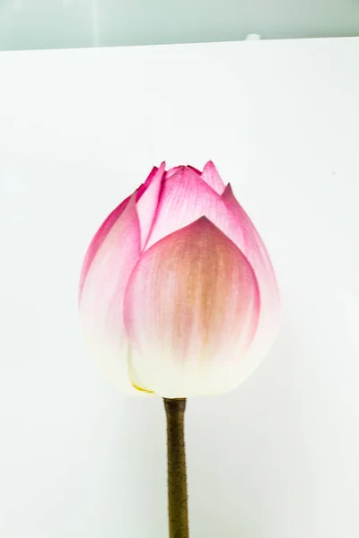 Flor de lótus isolada sobre fundo branco. — Fotografia de Stock