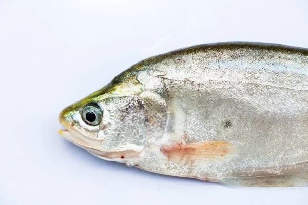 Royal knifefish beyaz bir arka plan üzerinde izole