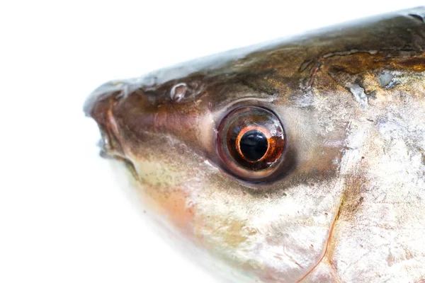 Ψάρι μάτι close-up — Φωτογραφία Αρχείου