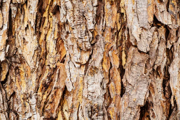 Перегляд Текстури Кори Дерева — стокове фото