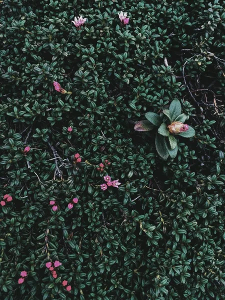 Arbusto Com Folhas Verdes Flores Violetas — Fotografia de Stock