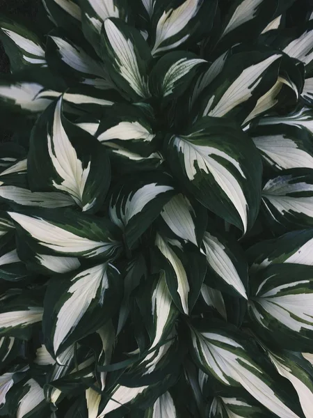 Liście Roślin Zielony Biały Funkia Patriot Roślina — Zdjęcie stockowe