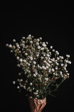 babysbreath çiçek ob siyah arka plan kurutulmuş