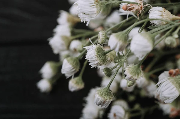 Kurutulmuş babysbreath çiçek, siyah zemin üzerine beyaz Gypsophila yakın çekim