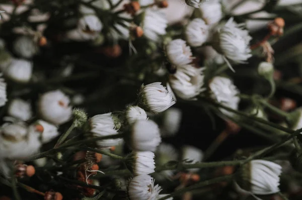 Kurutulmuş babysbreath wihite çiçekler, yakın çekim