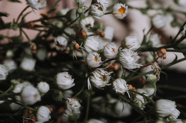 Fleurs Séchées Babysbreath Gypsophila Gros Plan — Photo