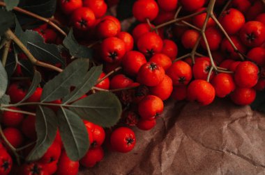 kahverengi buruşturulmuş Kraft kağıt üzerinde turuncu üvez meyveleri ile şube