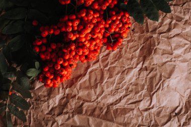 dalları kahverengi buruşturulmuş Kraft kağıt, kopya alanı üzerinde turuncu üvez meyveleri ile stüdyo çekim