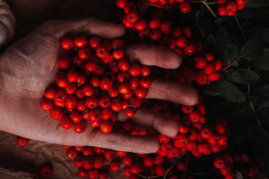 kısmi üvez meyveleri tutan insan el görünümünü