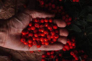 Üvez (bitki) çilek tutan insan el kısmi görünümünü