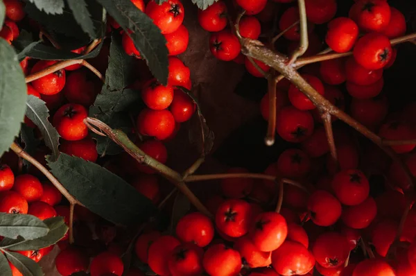 Nahaufnahme Von Vogelbeeren Zweig — Stockfoto