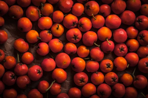 Orangefarbene Vogelbeeren Vollbild Ansicht Von Oben — Stockfoto