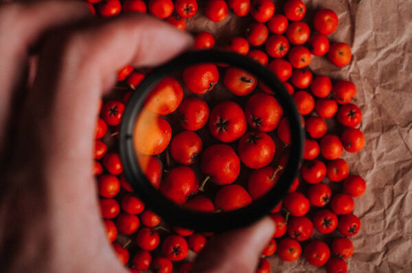 partial view of human hand holding Magnifying glass above rowan berries