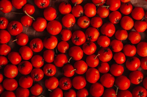 Orange Rowan Berries Immagine Full Frame Vista Dall Alto Foto Stock