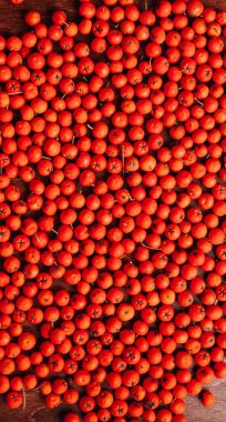 Kırmızı üvez meyveleri, dikey tam kare resmi dağınık 