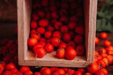 dağınık çilek, portakal sorbus çilek