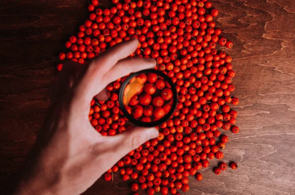 dağınık kırmızı rowan-meyveler ve kişi elinde yuvarlak Büyüteç 