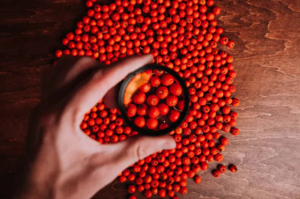 Yukarıdaki kişi elinde yuvarlak Büyüteç kırmızı rowan-çilek dağınık 