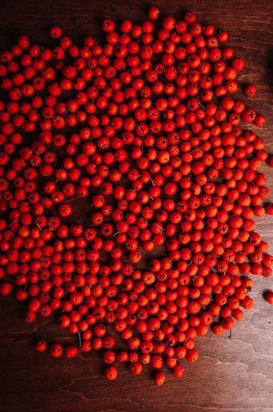 Bacche Sorbo Rosso Sparse — Foto Stock