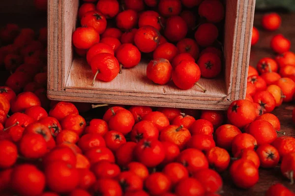Ahşap kutusunda dağınık sorbus çilek 