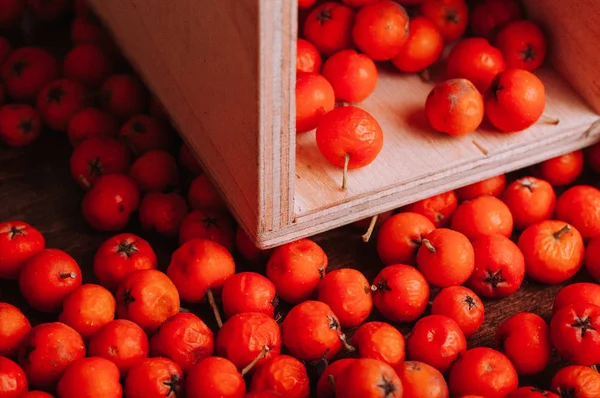 turuncu üvez meyveleri, dağınık meyveler