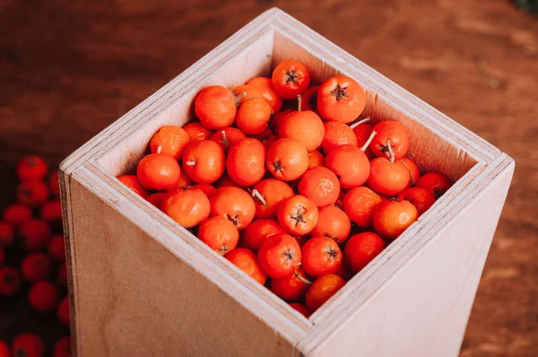 Laranja Selvagem Rowan Bagas Caixa Madeira — Fotografia de Stock