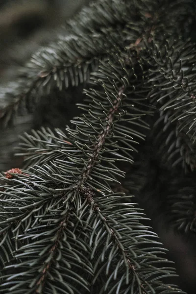 Green Pine Tree Needles — Stock Photo, Image