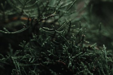 Yeşil çam ağacı dalları iğneler ile